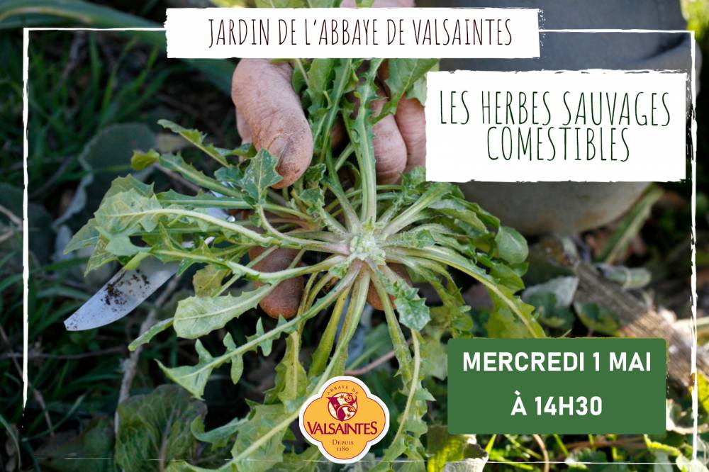 Les herbes sauvages comestibles