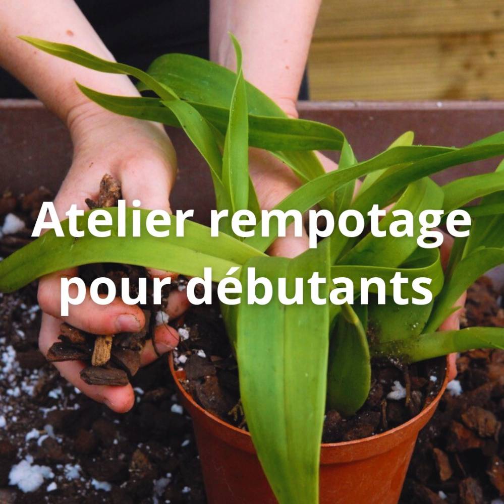 Ateliers rempotage d'orchidées - Plougastel-Daoulas