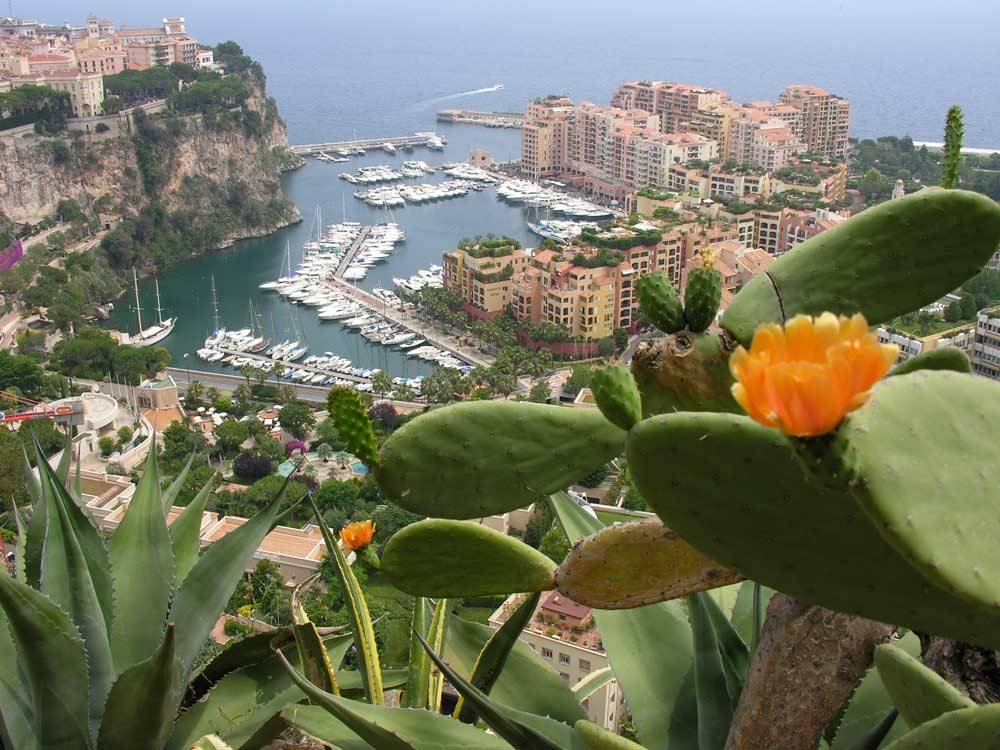 Der exotische Garten von Monaco photo 0