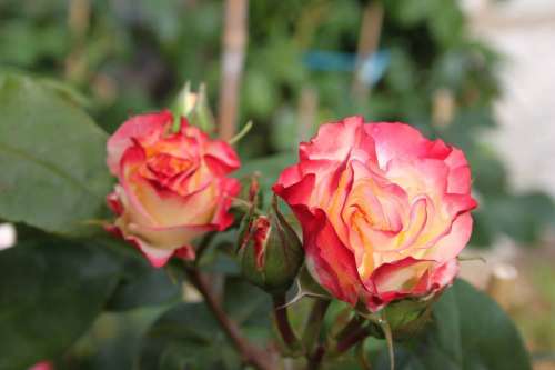Le jardin des roses