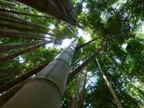 Brisson Bamboo Garden