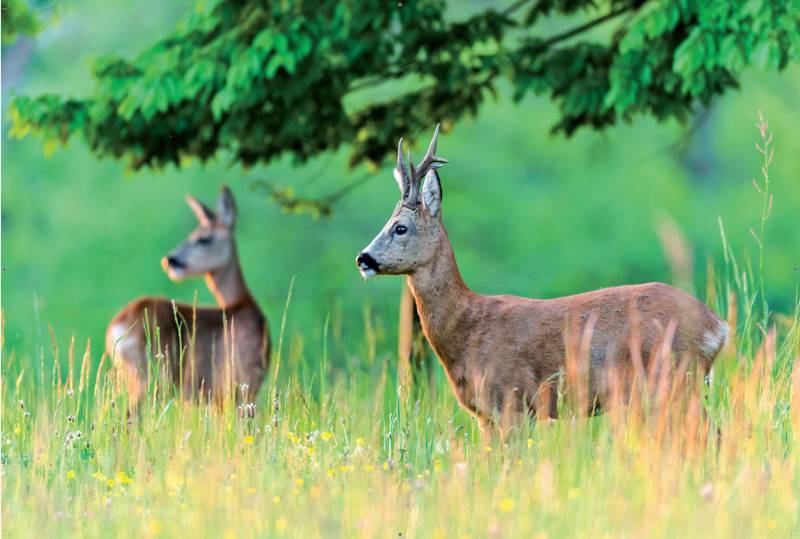 Animaux De La Foret Francaise - Animaux de la forêt - Centerblog