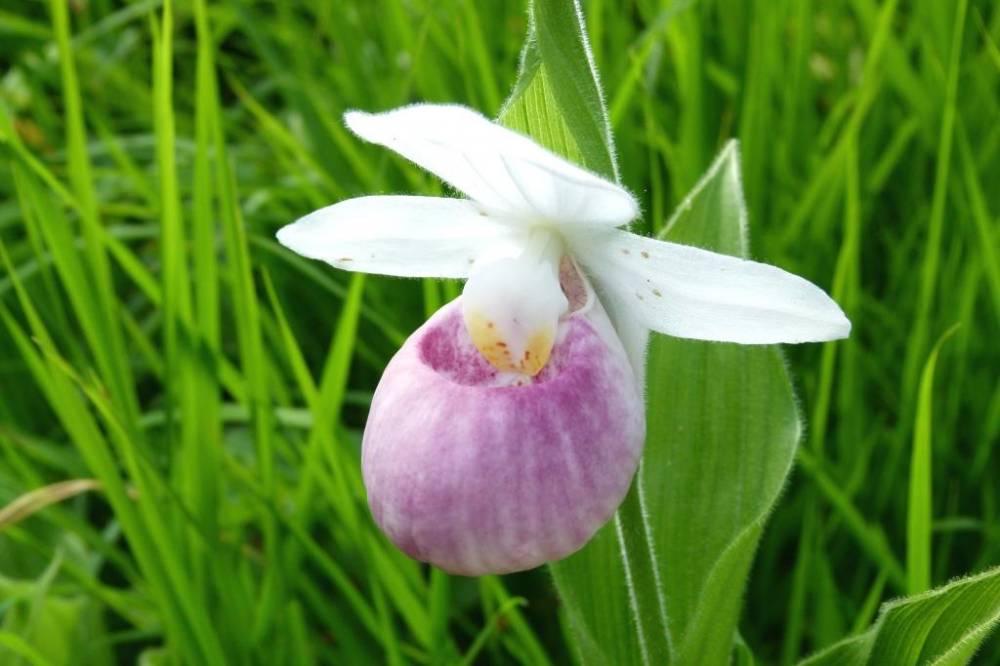 Visite guidée des orchidées du Jardin botanique du col de Saverne, Jardin Botanique du Col de Visite guidée des orchidées du Jardin botanique du col de Saverne, Jardin Botanique du Col de