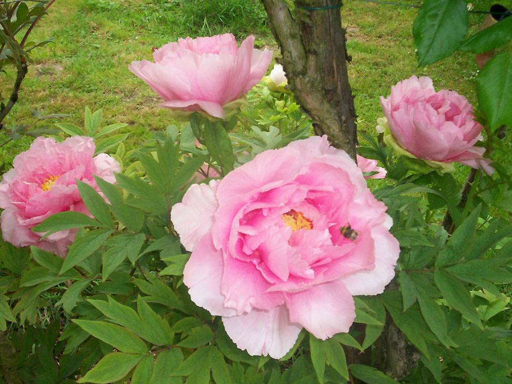 Fete Pivoines Jardins Artistiques Drulon Fete Pivoines Jardins Artistiques Drulon