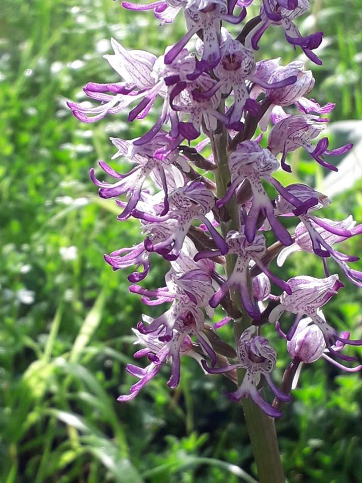Promenade vespérale au Jardin botanique du col de Saverne (19h30), Jardin Botanique du Col de Promenade vespérale au Jardin botanique du col de Saverne (19h30), Jardin Botanique du Col de