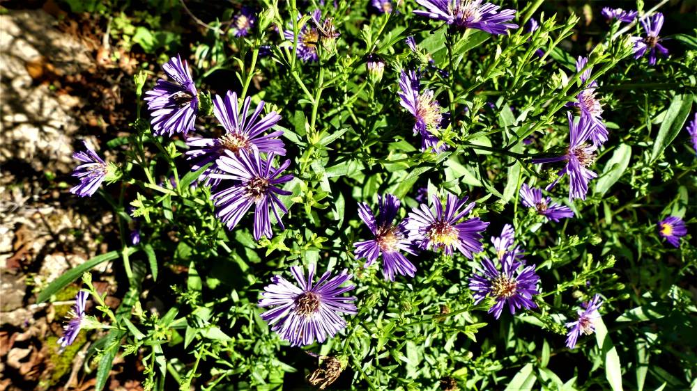 Le Jardin De Cassandra Saint Martin D Auxy 71 Saone Et Loire Bourgogne Franche Comte Francia