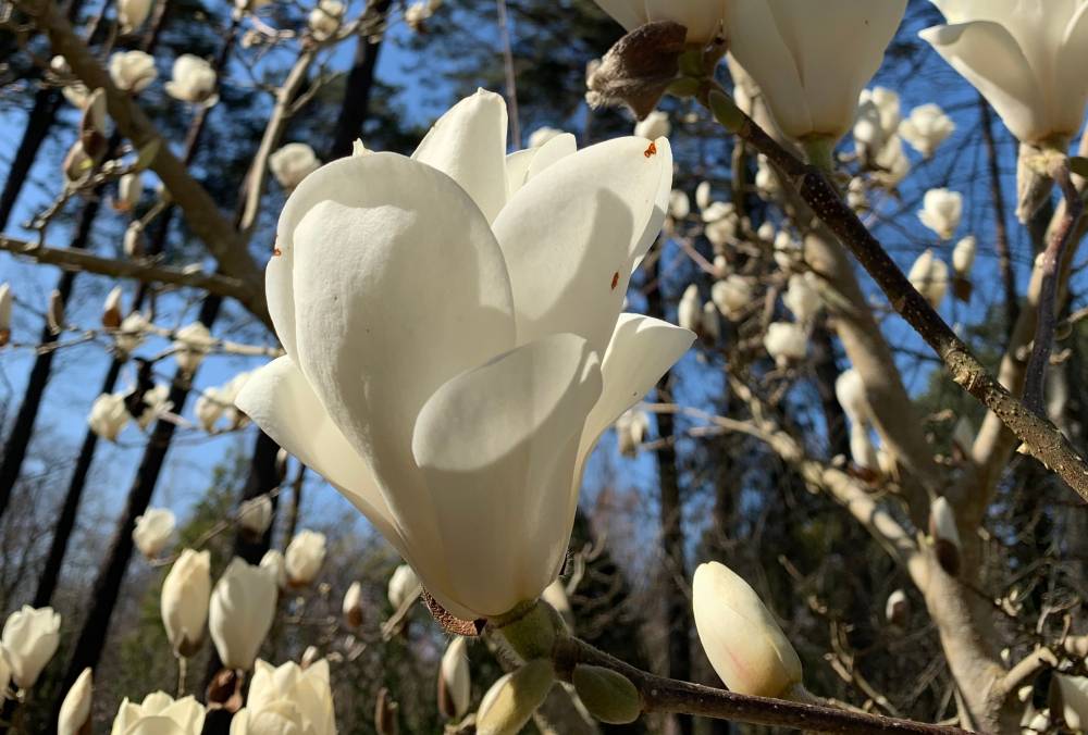 Dimanche Magnolias, Arboretum des Grandes Bruyères, Ingrannes (45)
