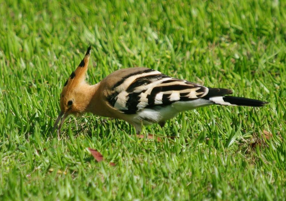 Oiseaux migrateurs, Arboretum des Grandes Bruyères, Ingrannes (45)