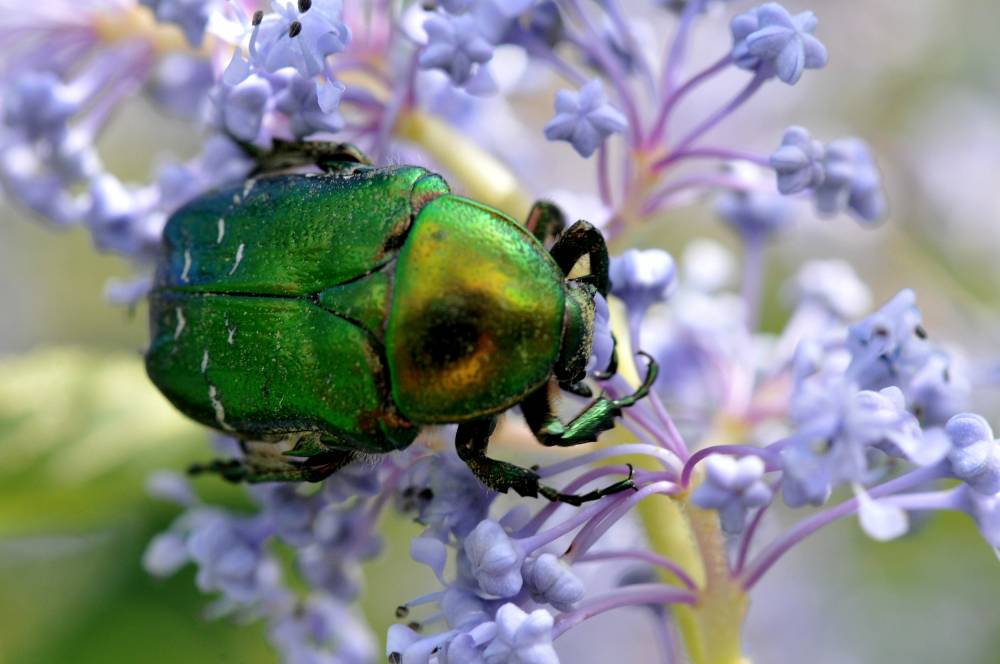 Les insectes utiles aux jardiniers - Ingrannes