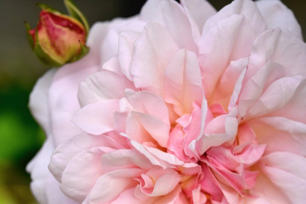 Roses sunday, Arboretum des Grandes Bruyères, Ingrannes (45) - France