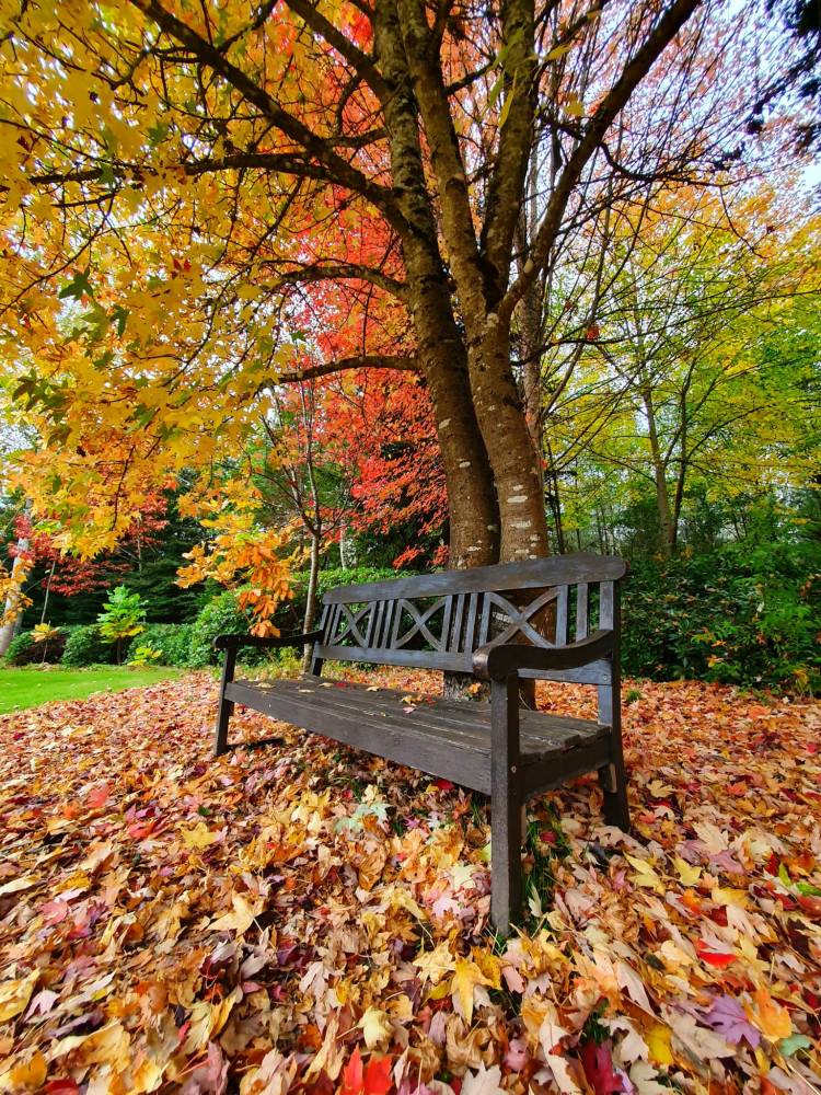 Photo competition ”Autumn”, Arboretum des Grandes Bruyères, Ingrannes (45) - France