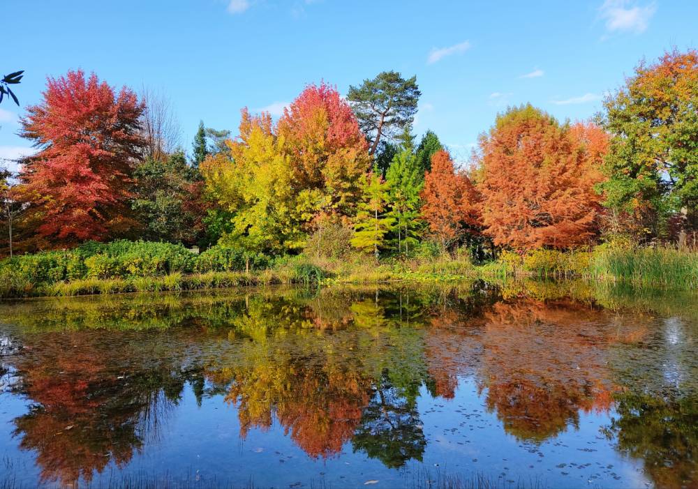 Autumn sunday, Arboretum des Grandes Bruyères, Ingrannes (45) - France