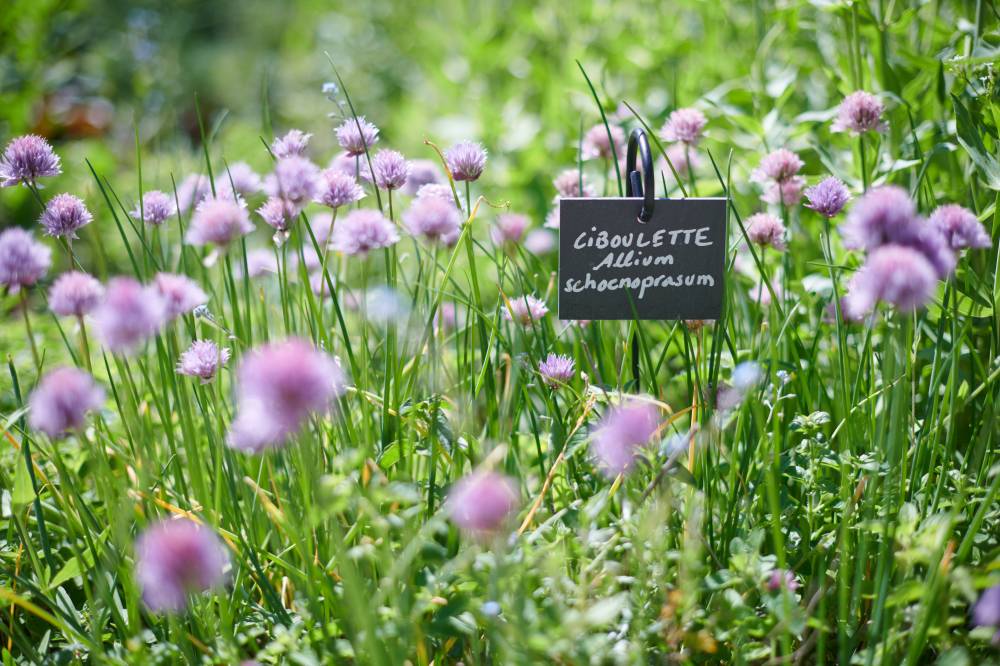 Le jardin au fil des saisons - visite guidée du jardin du musée des impressionnismes Giverny - Giverny