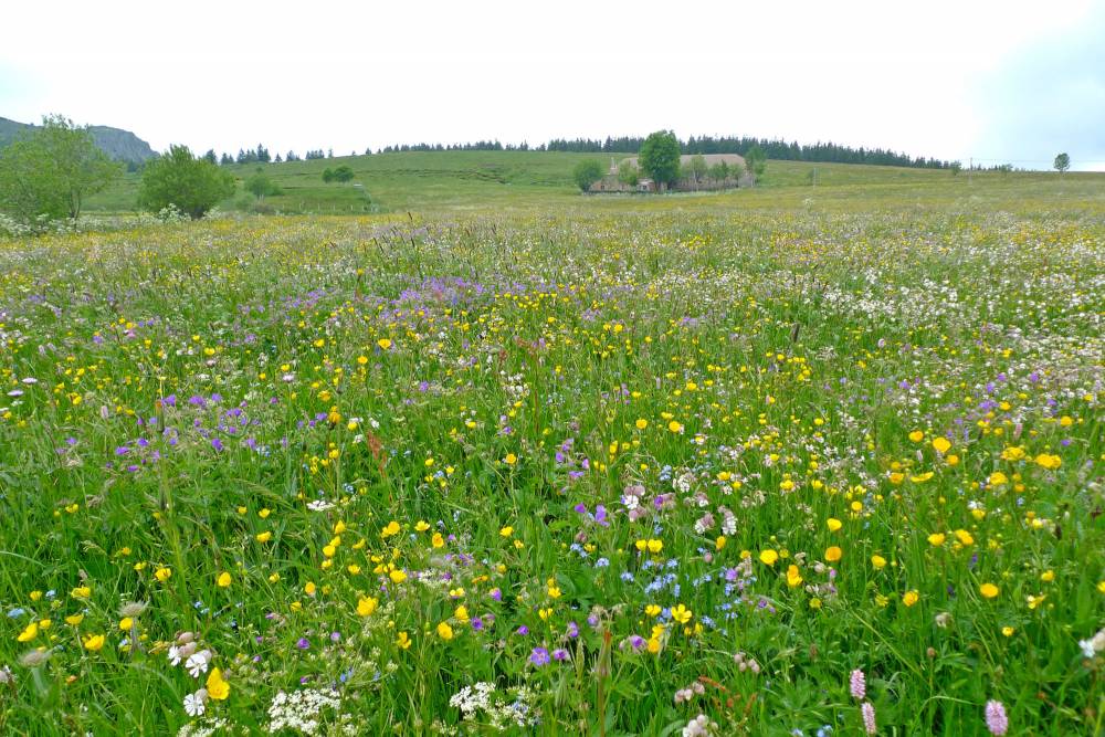 Sortie gratuite à la découverte de la flore tout près des nuages au Mont Mézenc - Les Estables