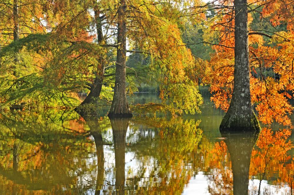 Autumn in Cheverny, Parc et Jardins du Château de Cheverny, Cheverny (41) - France