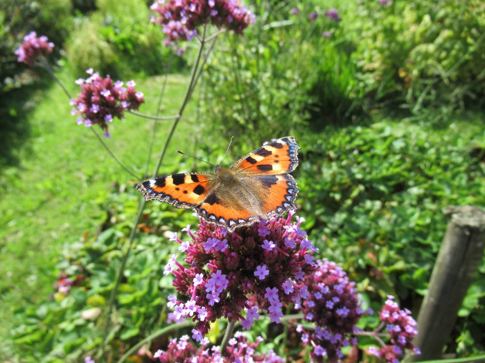 Stage « Faire de son jardin une oasis de biodiversité» - Pleumeur Bodou