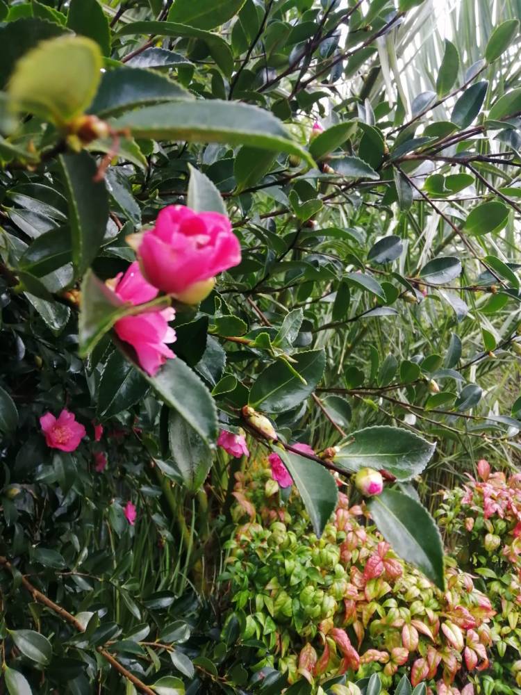 Fête des fleurs  - Plouigneau 