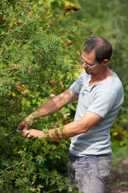 Apprenez à tailler vos arbres fruitiers - chavaniac-Lafayette
