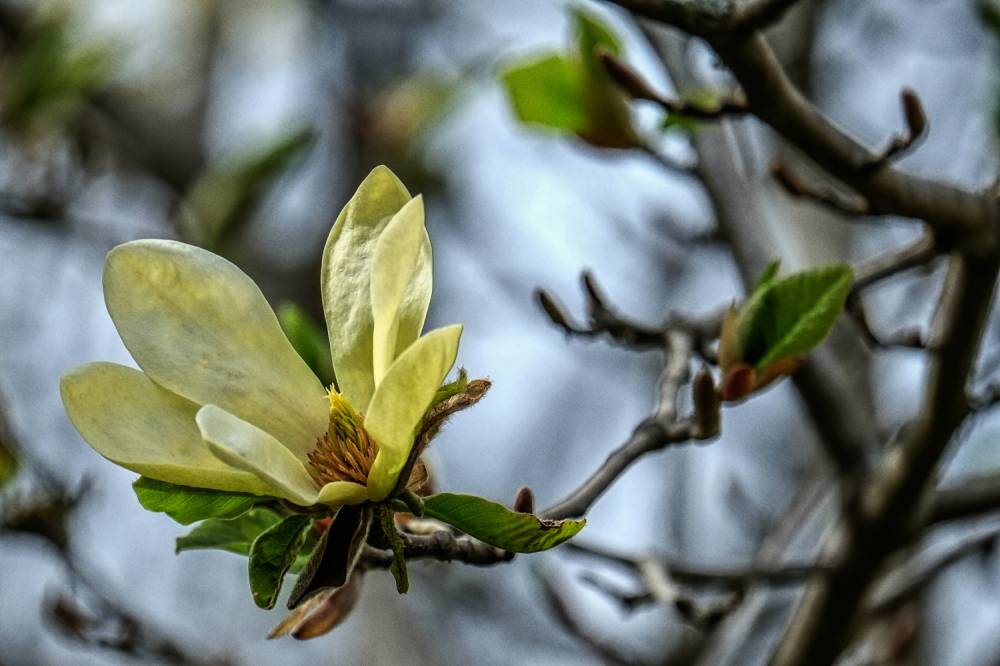 Magnolias photo competition, Arboretum des Grandes Bruyères, Ingrannes (45) - France