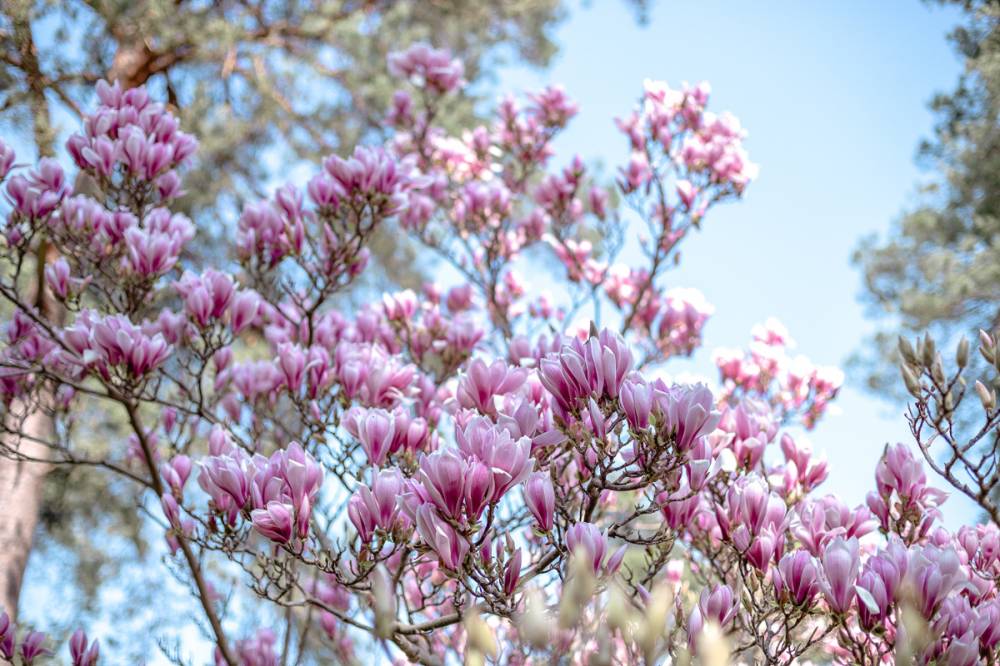 Magnolias Sundays, Arboretum des Grandes Bruyères, Ingrannes (45) - France