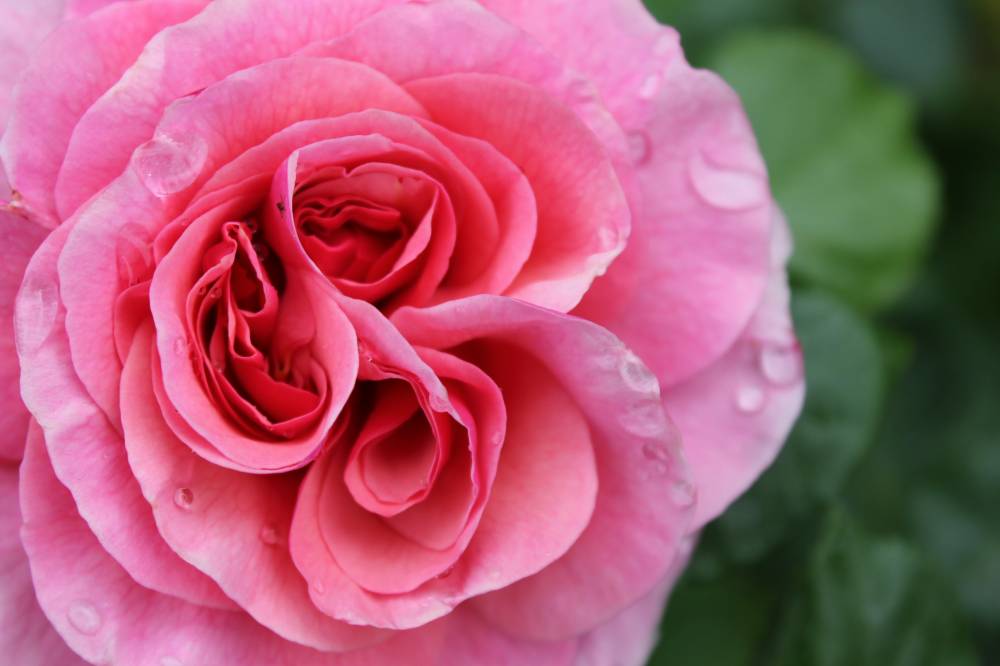 Dimanche Roses anciennes - Ingrannes