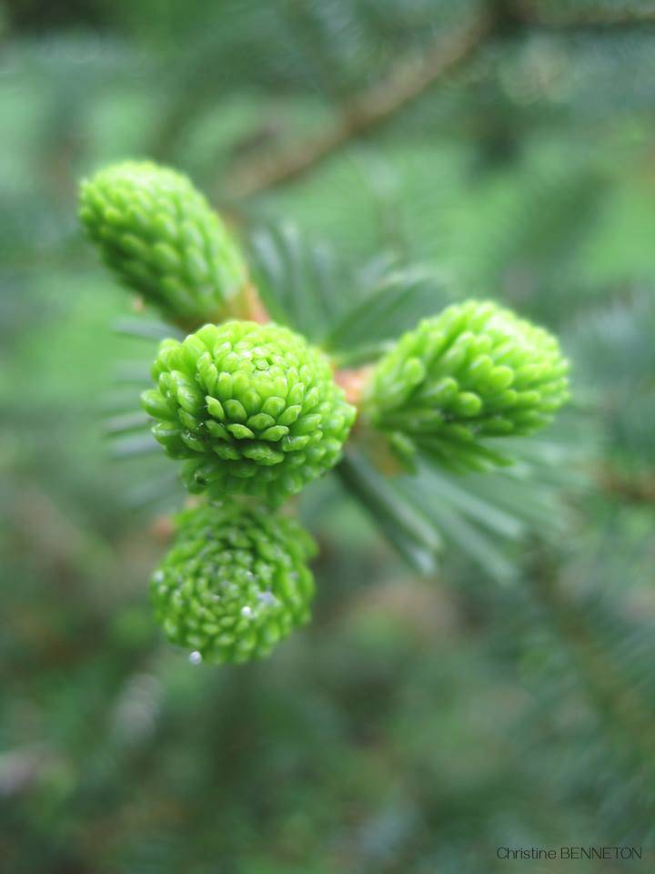 L’Arboretum comestible - Ingrannes