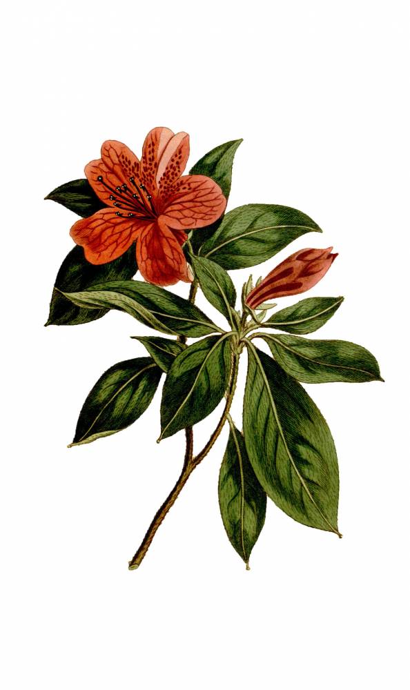 Dessin botanique - Ingrannes