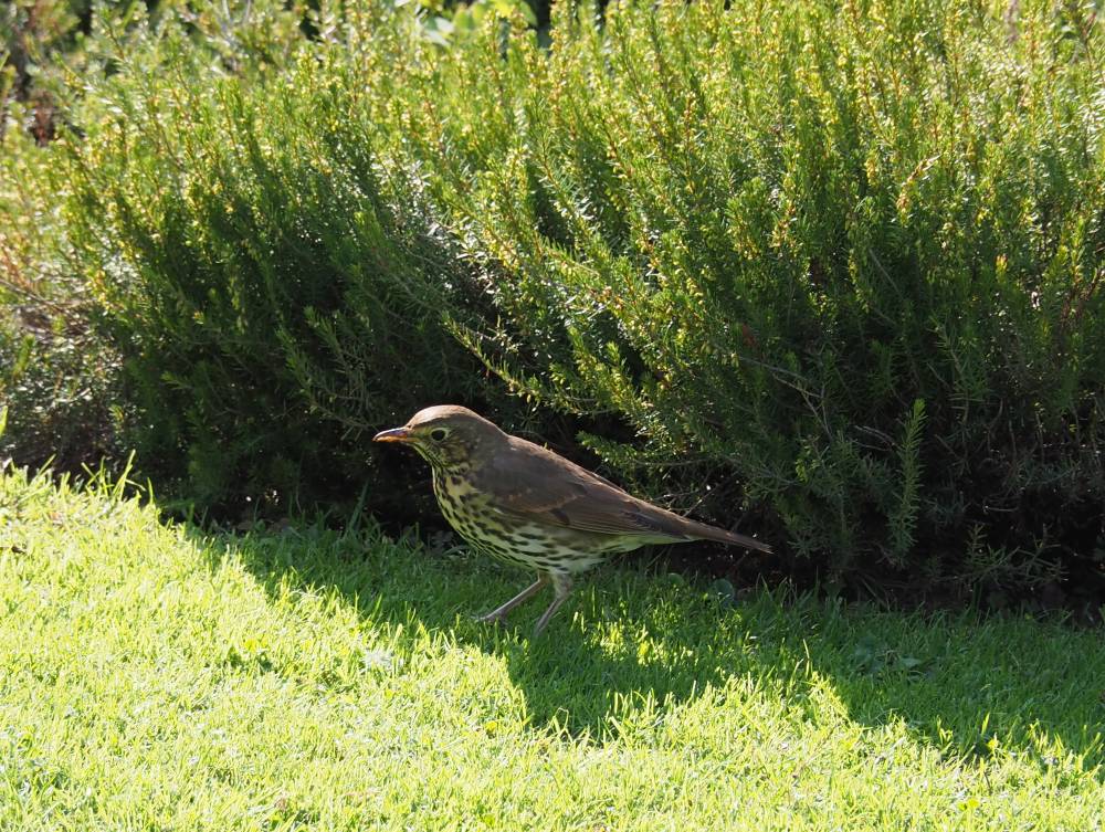 Oiseaux des nichoirs et mangeoires - Ingrannes