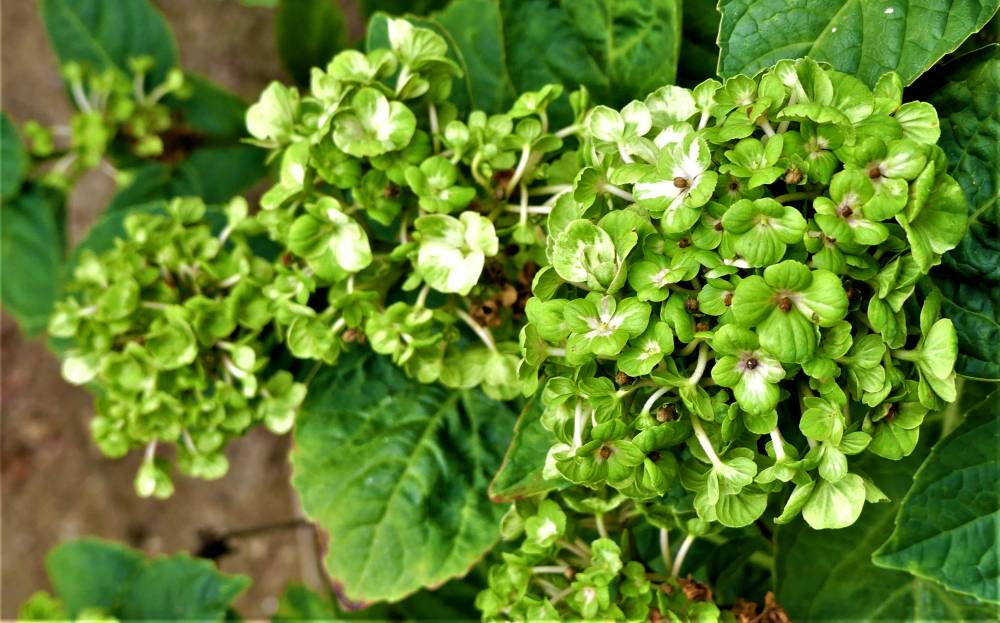 Marché aux plantes rares de Jarnioux - JARNIOUX
