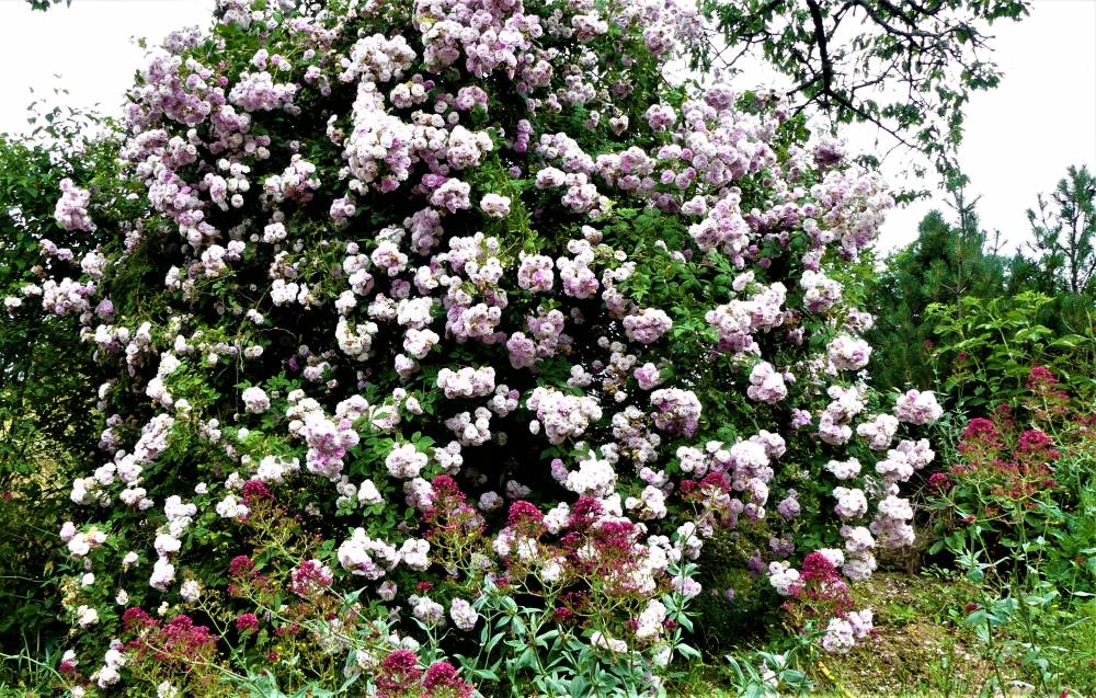 Le jardin de Cassandra - Saint-Martin-d'Auxy
