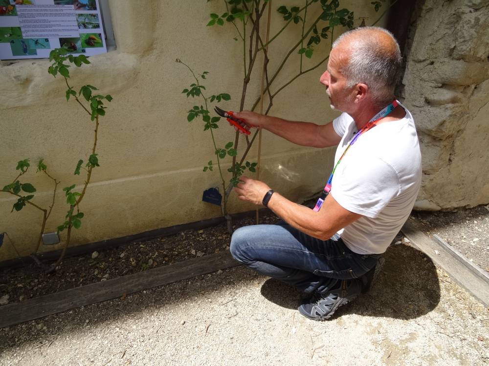 Initiation à la taille des rosiers par le jardinier du musée  - Saint-Antoine-l'Abbaye