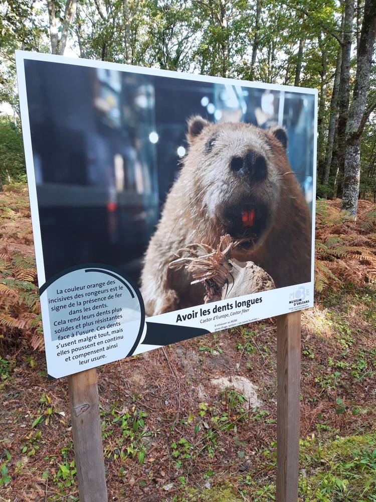 Exposition « à la loupe » - Chilleurs aux Bois