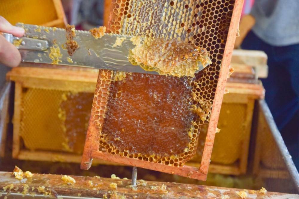 Récolte du miel d’été, Les Jardins de Brocéliande, Bréal-sous-Montfort (35)