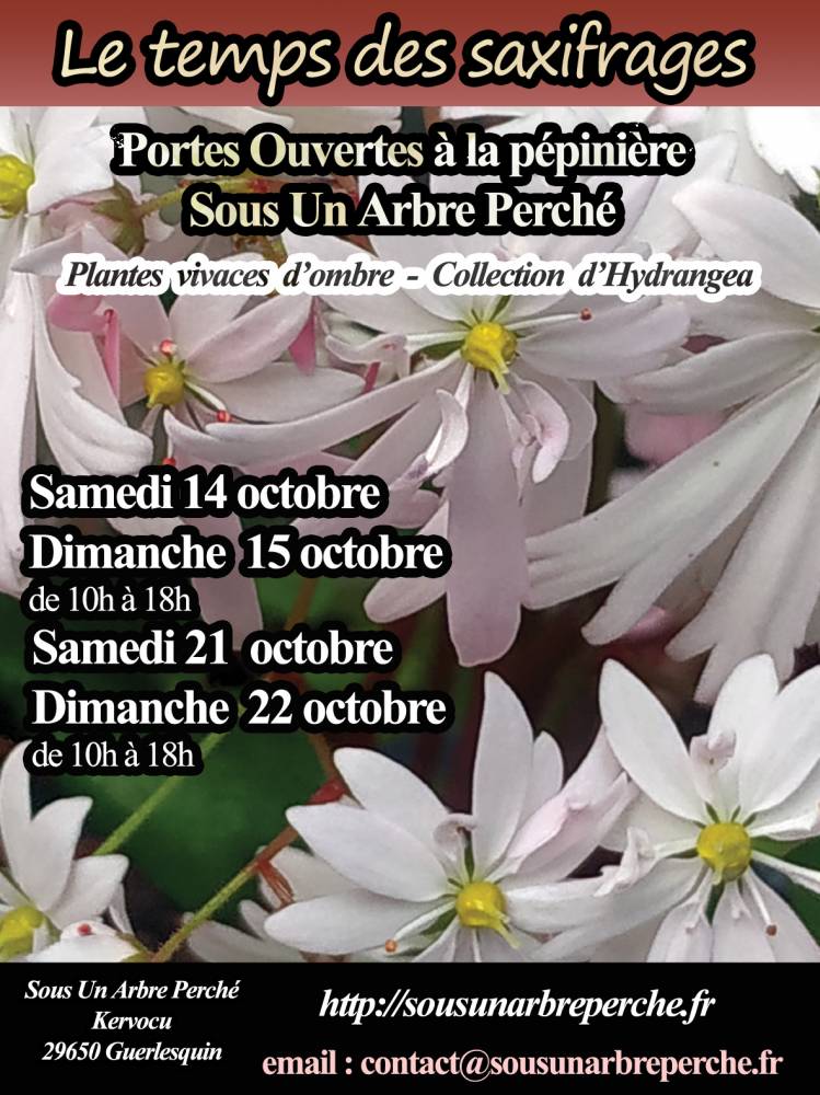 Le temps des saxifrages - Guerlesquin 