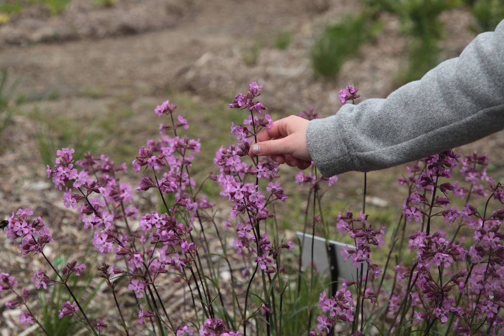 Visite guidée des jardins du Conservatoire - CHAVANIAC-LAFAYETTE