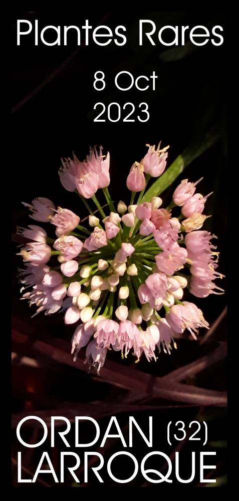foire au plantes rares - Ordan Larroque