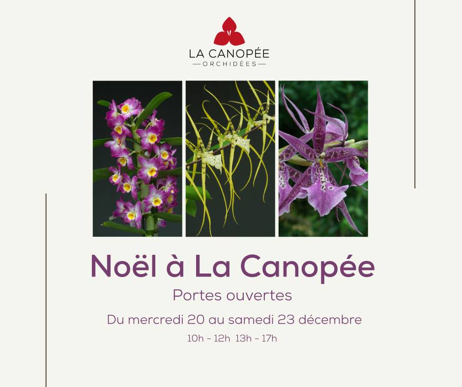 Porte ouverte de noël à La Canopée, La Canopée Orchidées, Plougastel-Daoulas (29) - 法国