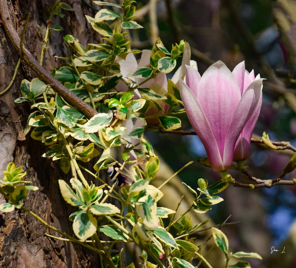 Concours photos ”Magnolias” 2024, Arboretum des Grandes Bruyères, Ingrannes (45)