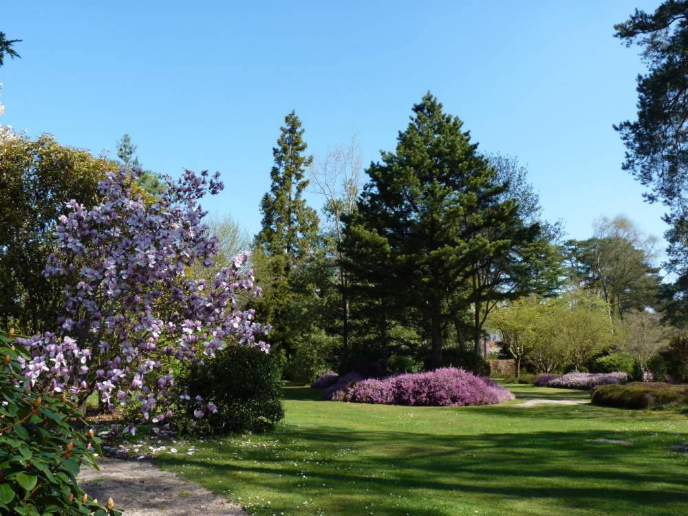 Dimanches Magnolias, Arboretum des Grandes Bruyères, Ingrannes (45)