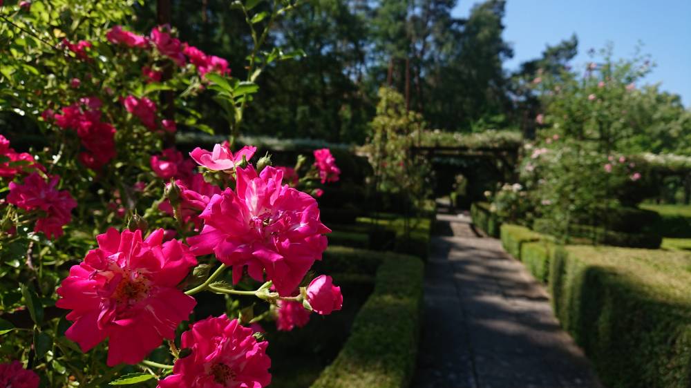 Dimanche Roses anciennes, Arboretum des Grandes Bruyères, Ingrannes (45)