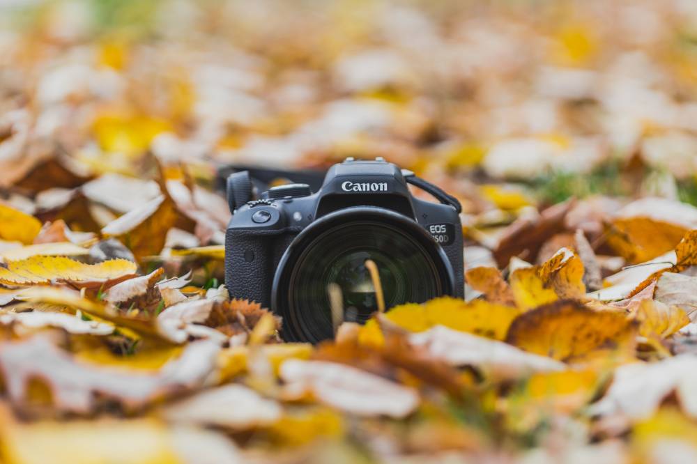 Atelier ”Photo de Jardin” - Ingrannes