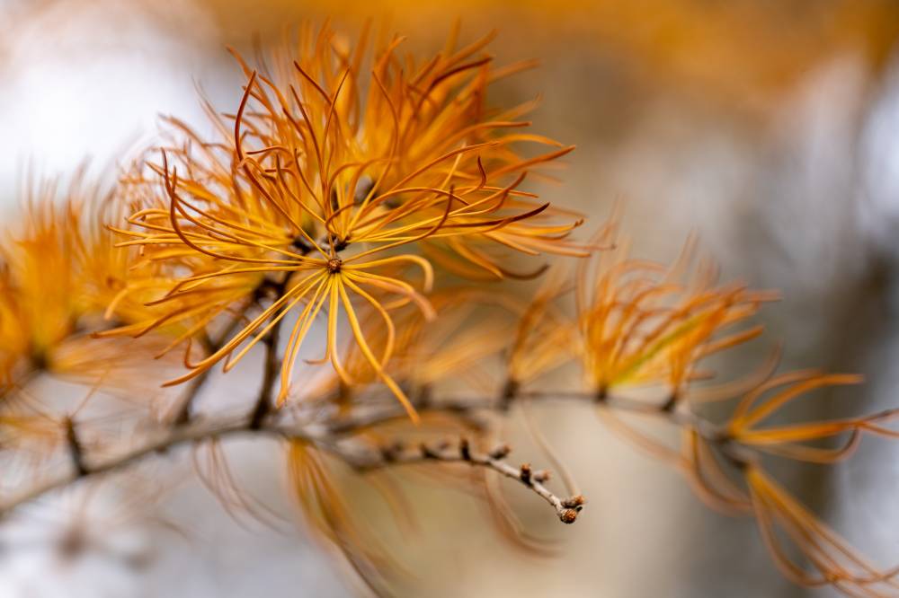 Concours photos ”Automne” 2024 - Ingrannes