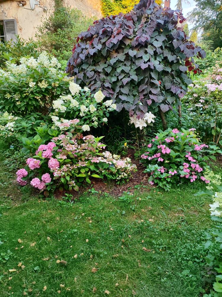 Portes ouvertes du jardin  de la collection Annabelle - Rainans