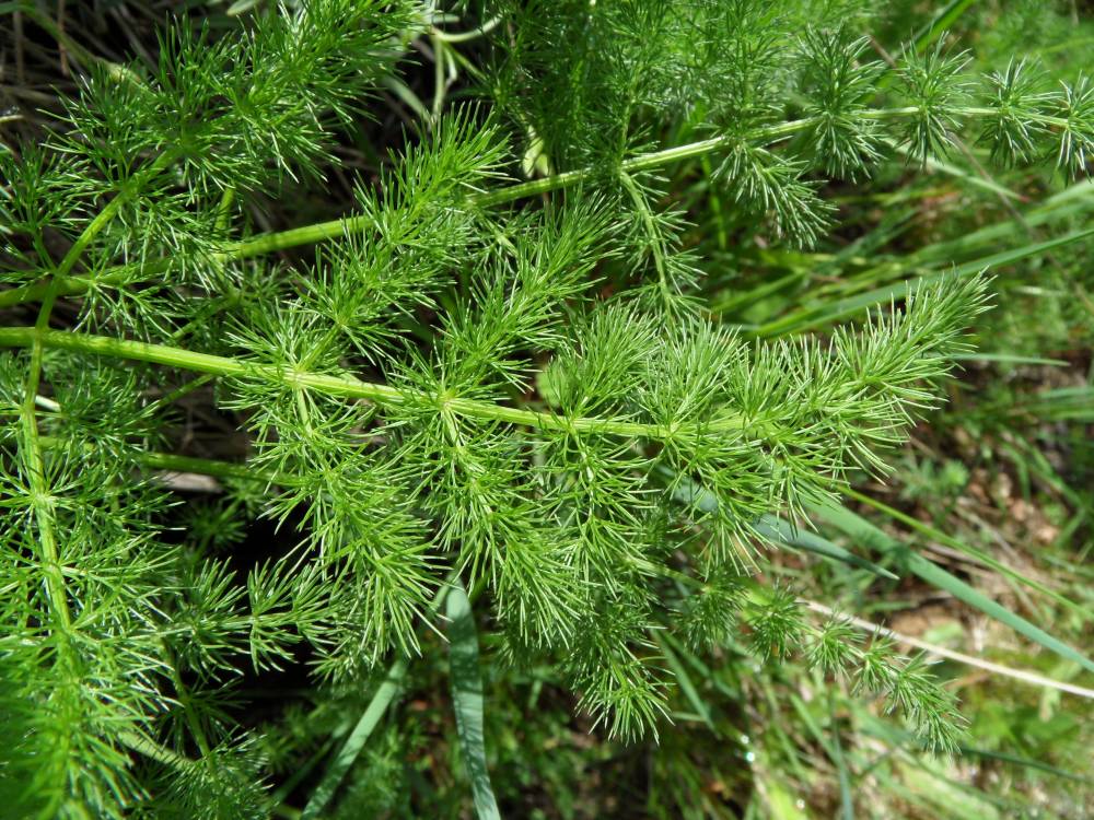 Atelier  « Plantes odoriférantes et élevage » - Saint Chely d'Aubrac