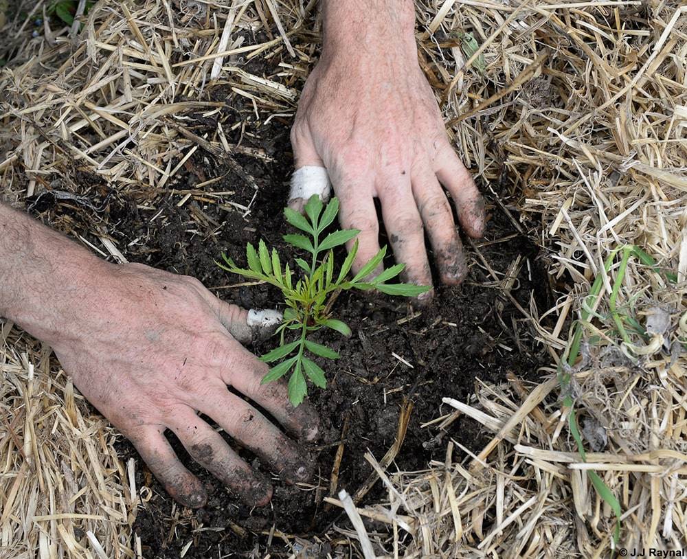 Stage Cette année, je démarre un potager bio - Mens