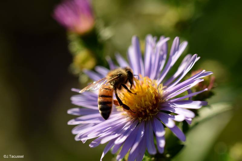 Stage Initiation à l’apiculture écologique