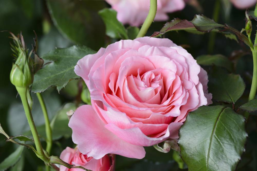 Fêtes des Roses et des Plantes - Villa et Jardins Ephrussi de Rothschild - St Jean Cap Ferrat