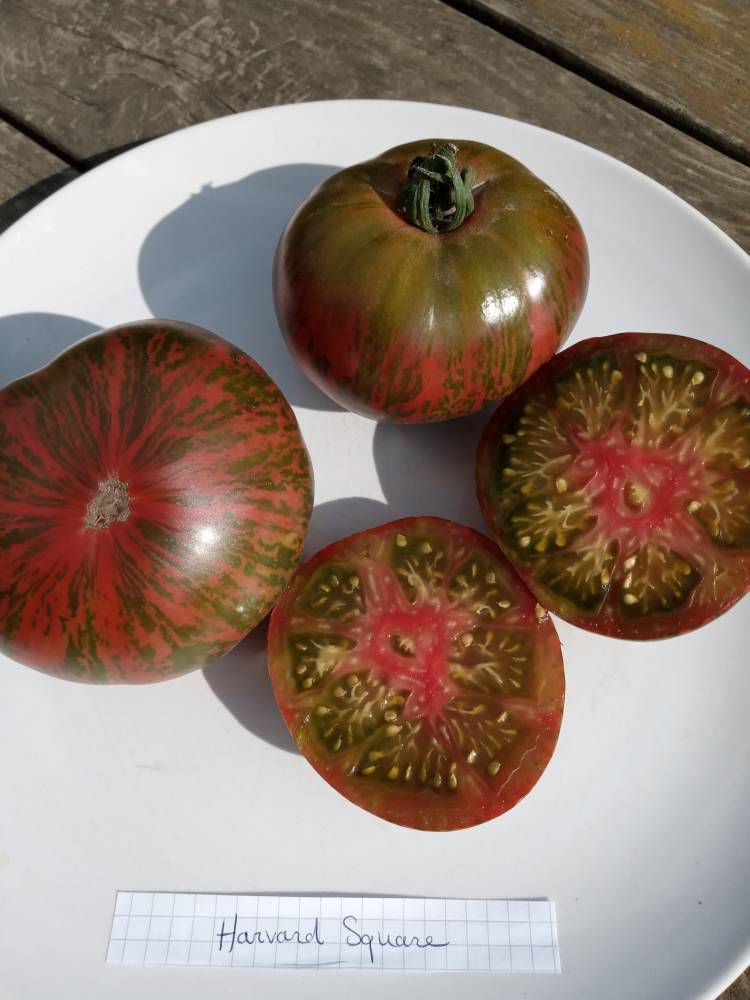 Foire aux plants tomates anciennes et autres - Pont-Melvez