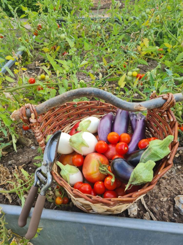 «ÉTÉ» MERCREDI 19 JUIN 2024  - La Valette-du-Var