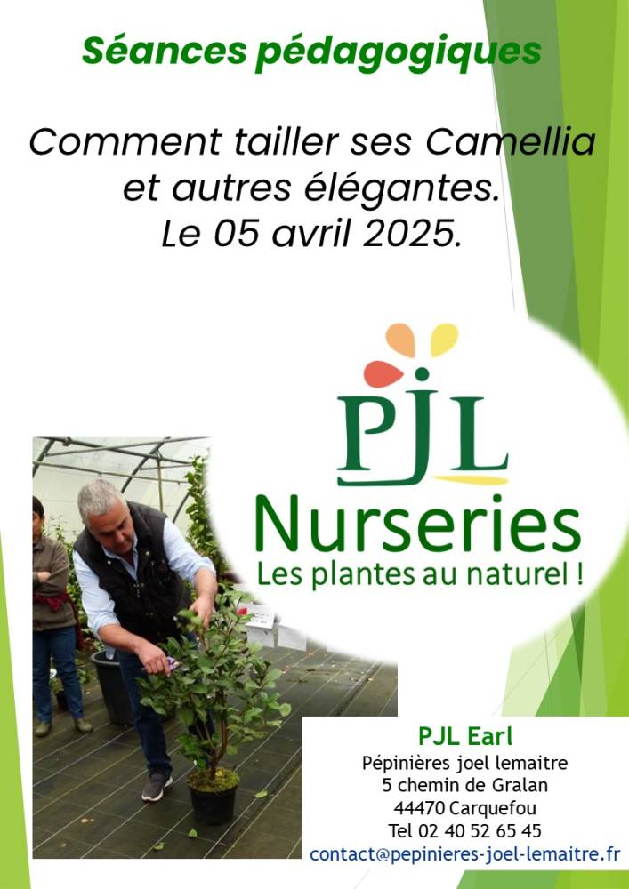 séances pédagogique. Comment tailler son Camellia ?